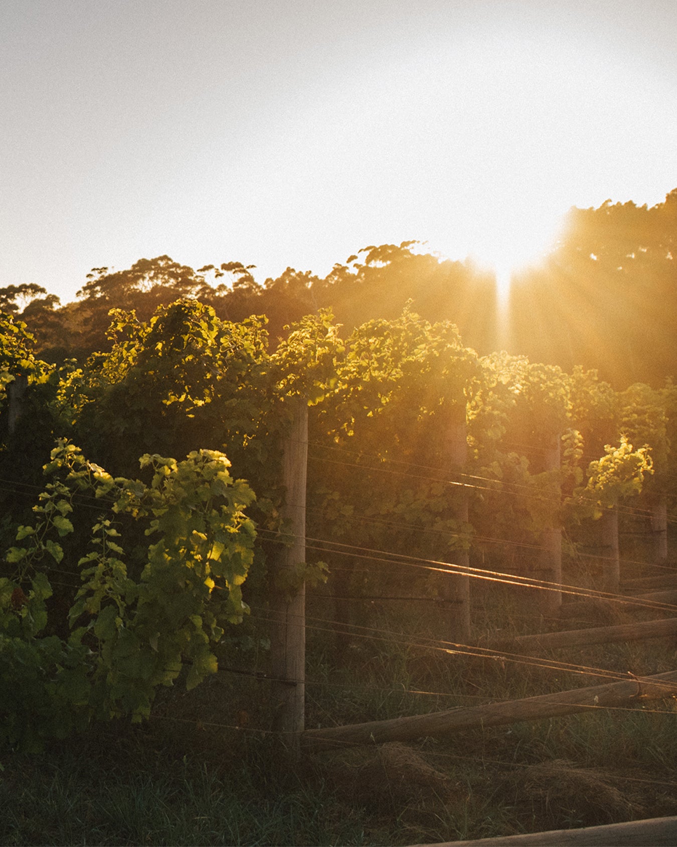 2016 Cellar Release Cabernet Sauvignon