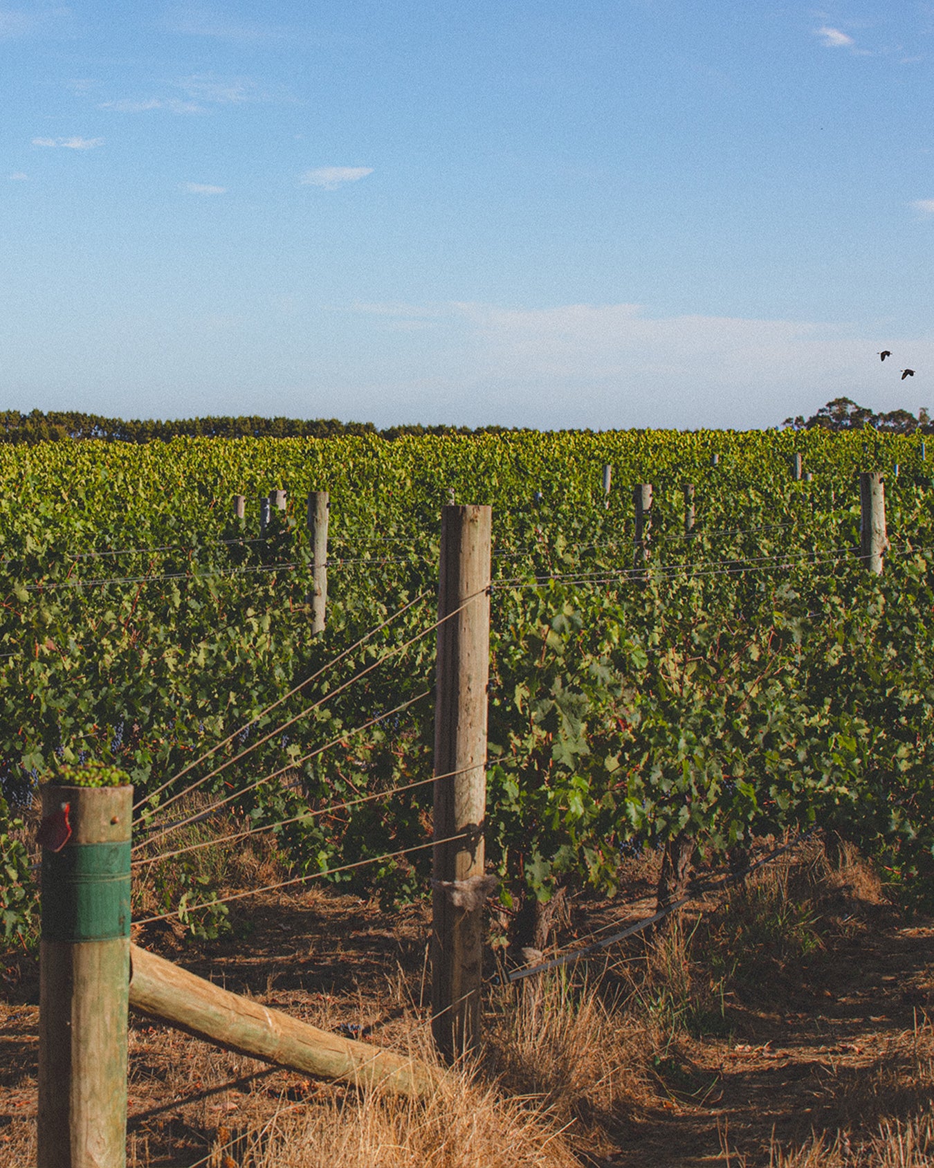 2023 Syrah