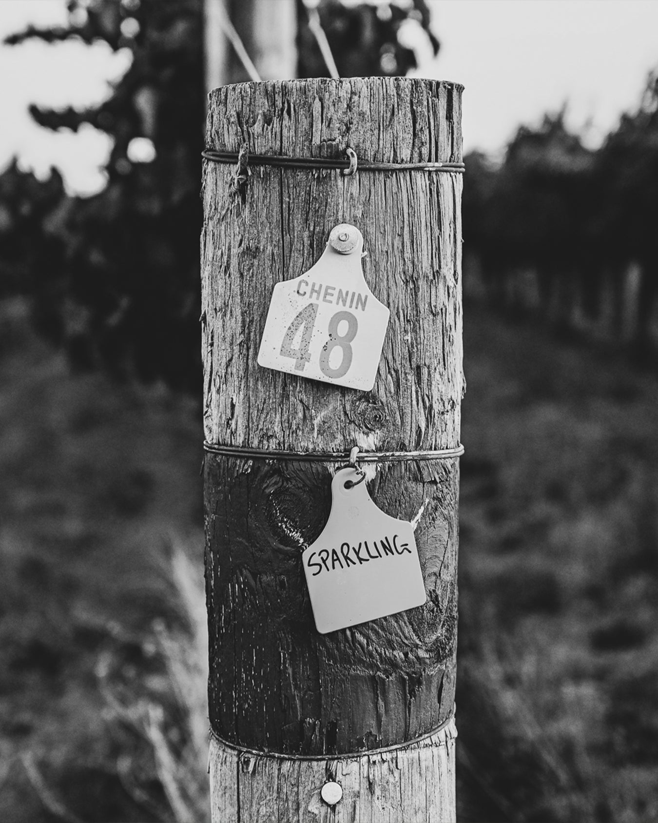 2025 Sparkling Chenin Blanc