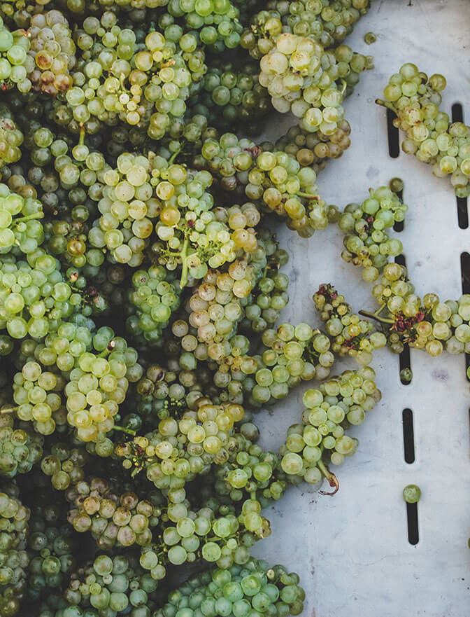 grapes photo