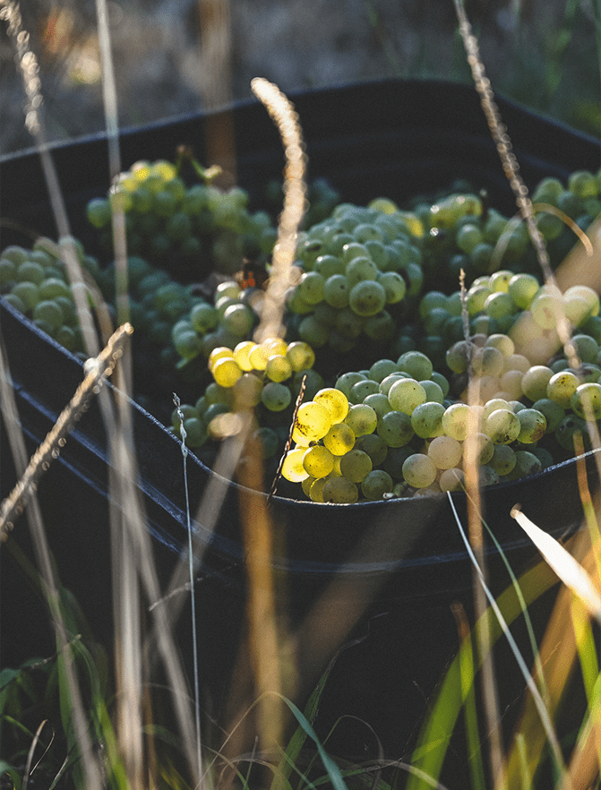 vineyard manager photo