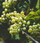 2023 Chardonnay - View 2