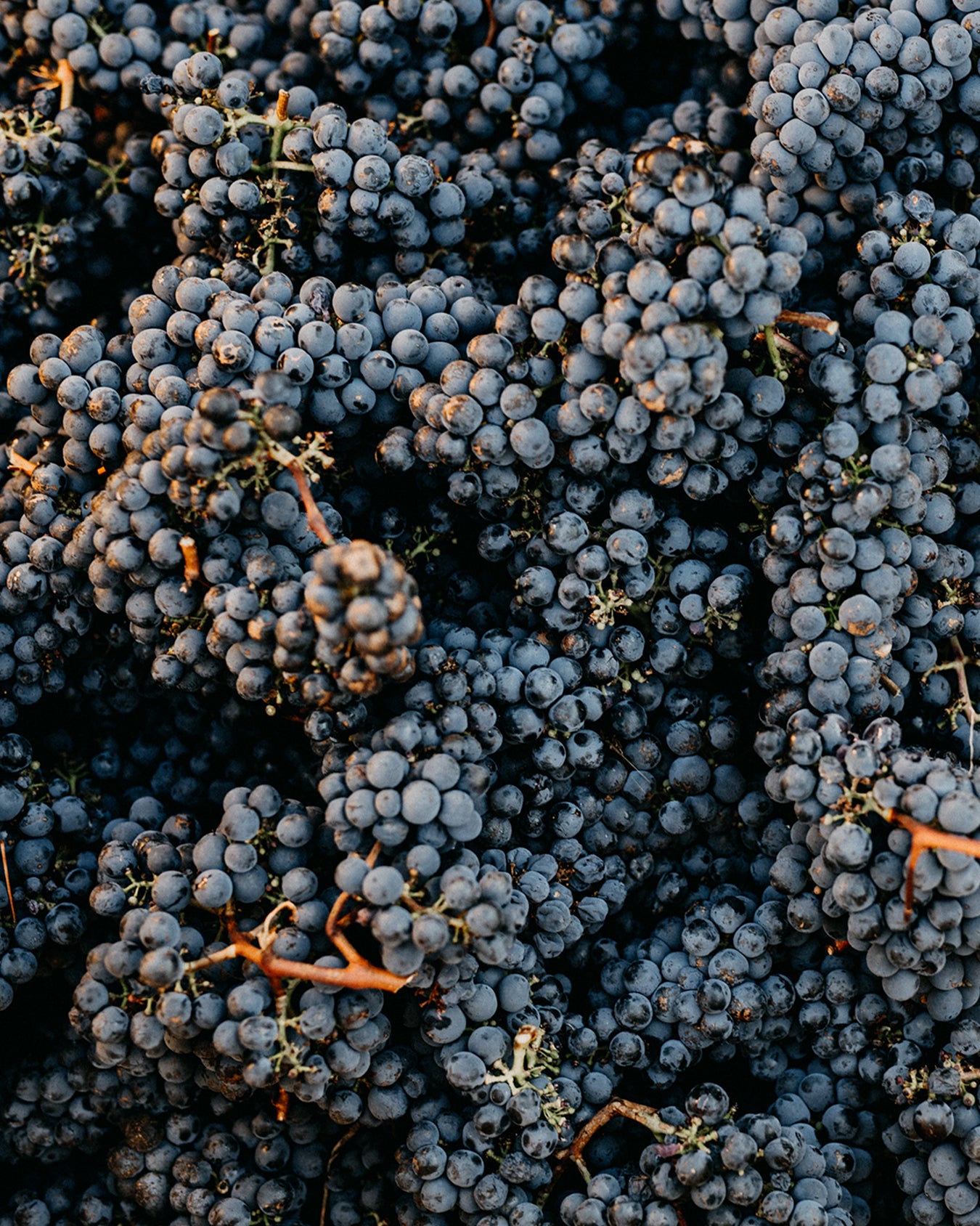 2016 Cellar Release Cabernet Sauvignon