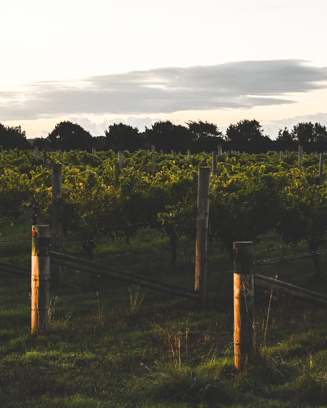 2021 MJW Cabernet Sauvignon