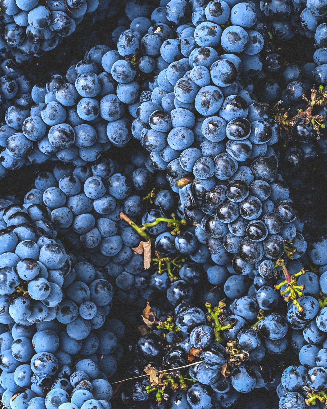 2021 MJW Cabernet Sauvignon