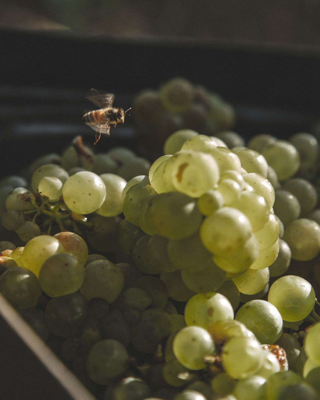 2023 Chardonnay