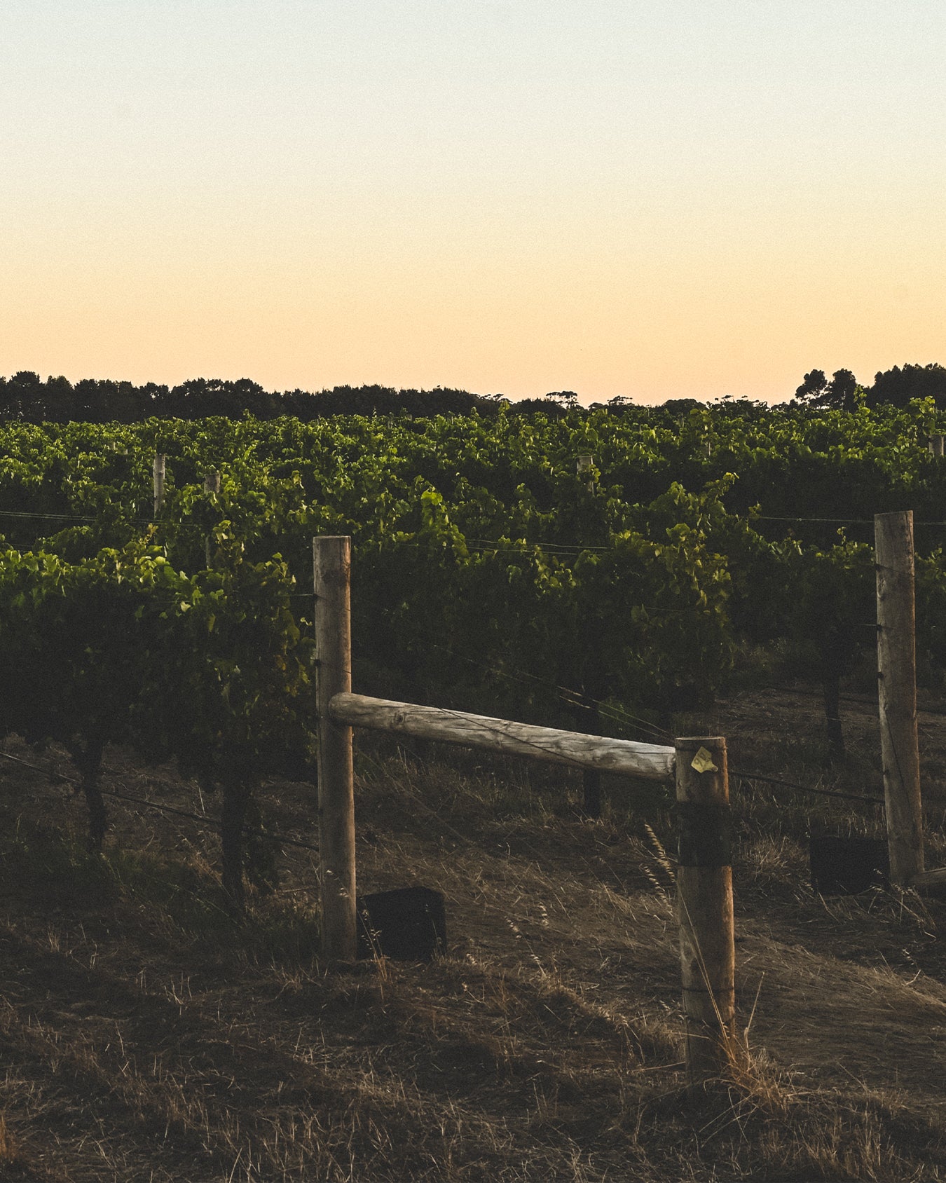 2025 Chenin Blanc