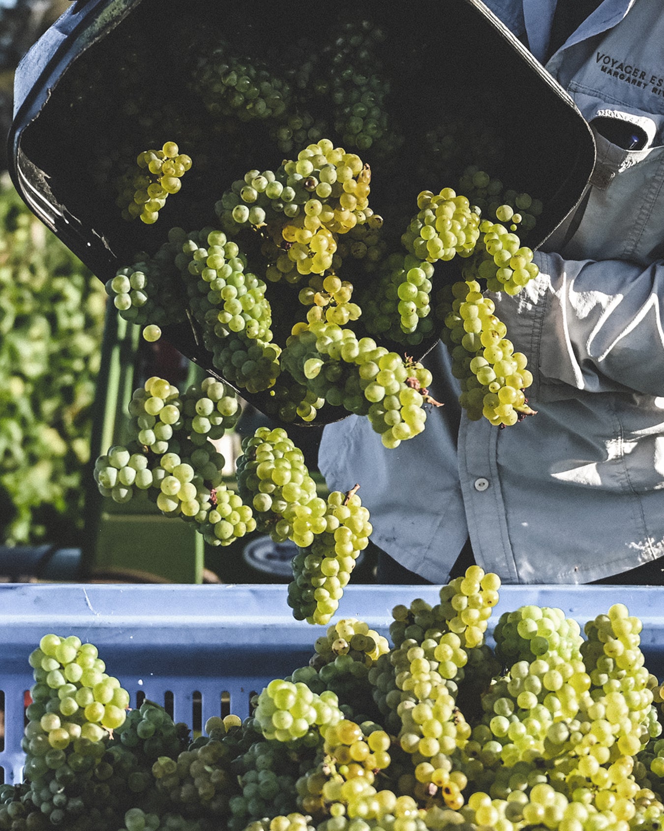 2025 Coastal Chardonnay